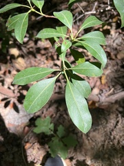 Kalmia latifolia