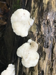 Tyromyces
