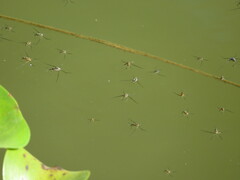 Gerridae