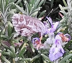 Cacyreus marshalli