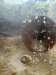 Phylloscypha phyllogena