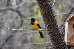 Icterus graduacauda