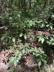 Kalmia latifolia
