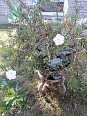 Convolvulus arvensis