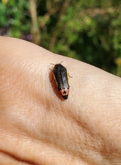 Acmaeodera flavomarginata