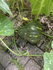 Cucurbita pepo