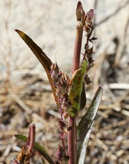 Rumex salicifolius