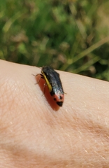 Acmaeodera flavomarginata