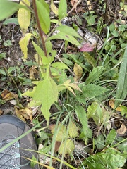 Rudbeckia triloba