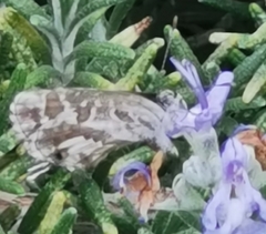 Cacyreus marshalli