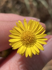 Heterotheca