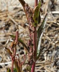 Rumex salicifolius