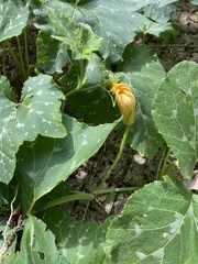 Cucurbita pepo