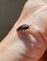 Acmaeodera flavomarginata
