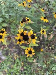Rudbeckia triloba