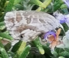 Cacyreus marshalli