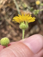 Heterotheca