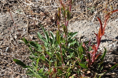 Rumex salicifolius