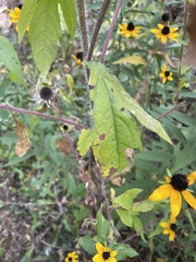 Rudbeckia triloba