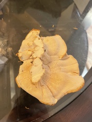Bondarzewia occidentalis