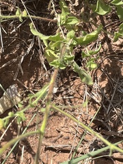 Heterotheca