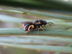 Brachymeria tibialis