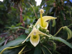 Siphocampylus giganteus