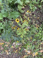 Rudbeckia triloba