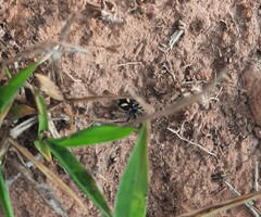 Hoplomutilla