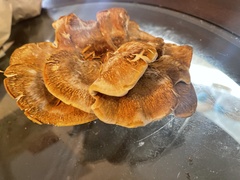 Bondarzewia occidentalis