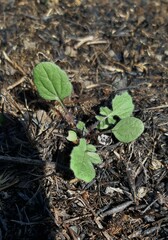 Sisymbrium officinale