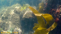 Laminaria ochroleuca