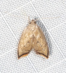 Parocystola leucospora