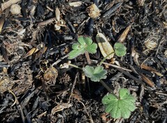 Geranium molle