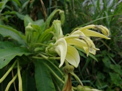 Siphocampylus giganteus