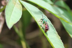 Augochloropsis ignita