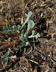 Eschscholzia californica