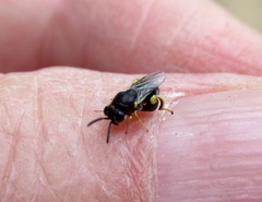 Brachymeria tibialis