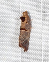 Glyphidoptera insignana