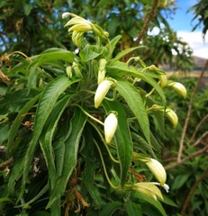 Siphocampylus giganteus