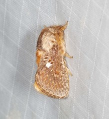 Pseudanapaea denotata