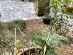 Papilio polyxenes asterius