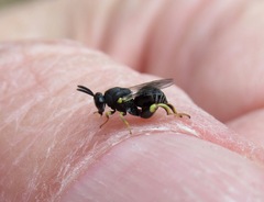 Brachymeria tibialis