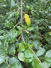 Elaeagnus