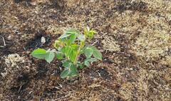 Rosa nutkana