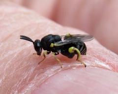 Brachymeria tibialis