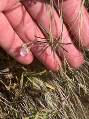 Ipomoea costellata