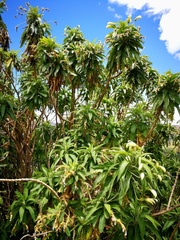 Siphocampylus giganteus