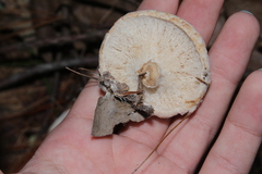 Sordariomycetes