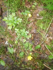 Ranunculus propinquus